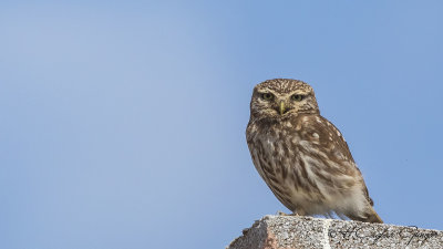 Little Owl - Athene noctua - Kukumav