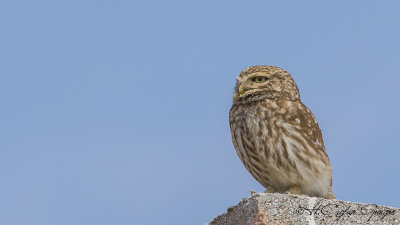 Little Owl - Athene noctua - Kukumav