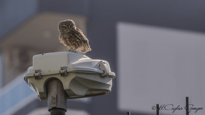 Little Owl - Athene noctua - Kukumav
