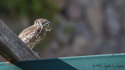 Little Owl - Athene noctua - Kukumav