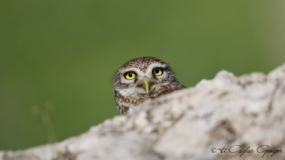 Little Owl - Athene noctua - Kukumav