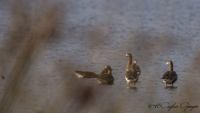 Greater White-fronted Goose - Anser albifrons - Sakarca