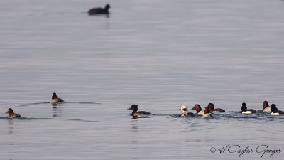 Long-tailed Duck - Clangula hyemalis - Telkuyruk