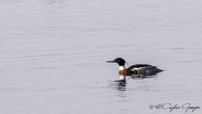 Red-breasted Merganser - Mergus serrator - Tarakdiş