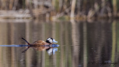 White-headed Duck - Oxyura leucocephala - Dikkuyruk