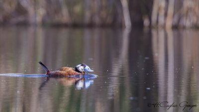 White-headed Duck - Oxyura leucocephala - Dikkuyruk