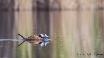 White-headed Duck - Oxyura leucocephala - Dikkuyruk