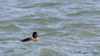 Tufted Duck - Aythya fuligula - Tepeli patka