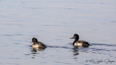 Tufted Duck - Aythya fuligula - Tepeli patka