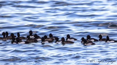 Tufted Duck - Aythya fuligula - Tepeli patka