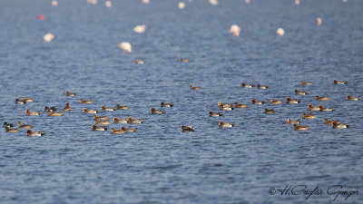 Eurasian Wigeon - Anas penelope - Fiyu