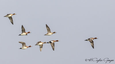 Eurasian Wigeon - Anas penelope - Fiyu