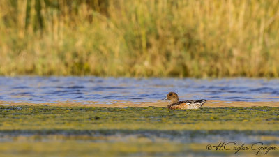 Eurasian Wigeon - Anas penelope - Fiyu