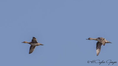 Eurasian Wigeon - Anas penelope - Fiyu