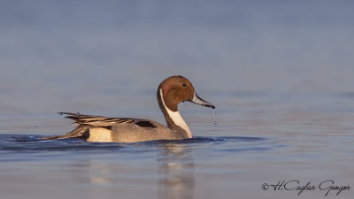 Northern Pintail - Anas acuta - Kılkuyruk