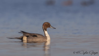 Northern Pintail - Anas acuta - Kılkuyruk