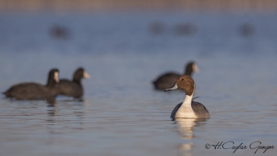 Northern Pintail - Anas acuta - Kılkuyruk