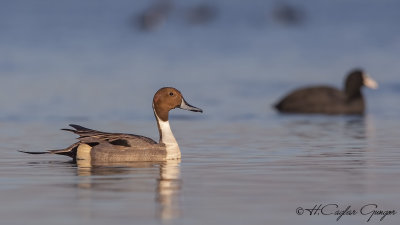 Northern Pintail - Anas acuta - Kılkuyruk