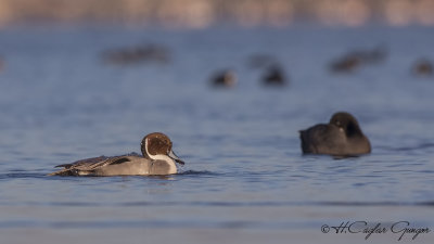 Northern Pintail - Anas acuta - Kılkuyruk