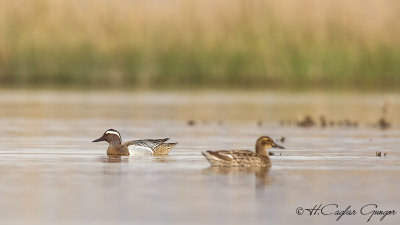 Garganey - Anas querquedula - Çıkrıkçın