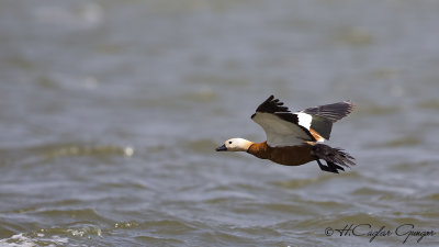 Ruddy Shelduck - Tadoma ferruginea - Angıt