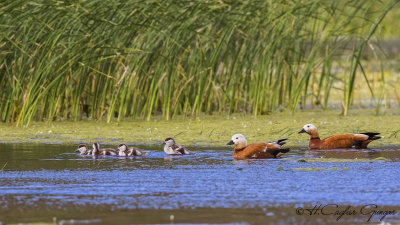 Ruddy Shelduck - Tadoma ferruginea - Angıt