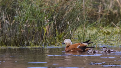 Ruddy Shelduck - Tadoma ferruginea - Angıt
