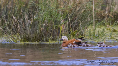 Ruddy Shelduck - Tadoma ferruginea - Angıt