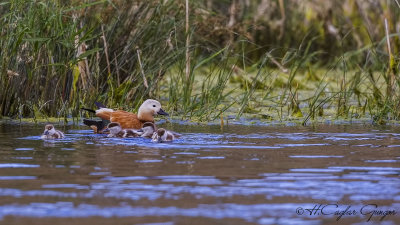 Ruddy Shelduck - Tadoma ferruginea - Angıt