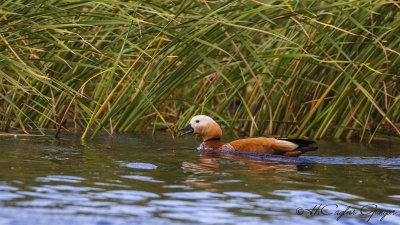 Ruddy Shelduck - Tadoma ferruginea - Angıt