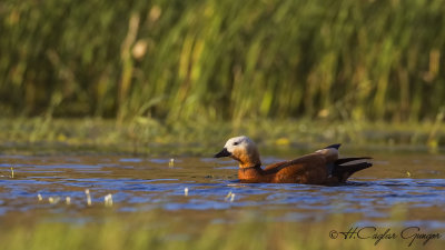 Ruddy Shelduck - Tadoma ferruginea - Angıt