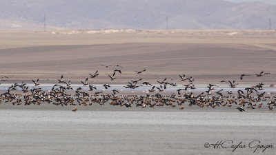 Ruddy Shelduck - Tadoma ferruginea - Angıt