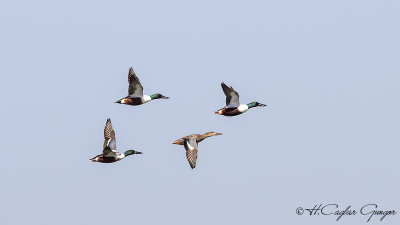 Northern Shoveler - Anas clypeata - Kaşıkgaga