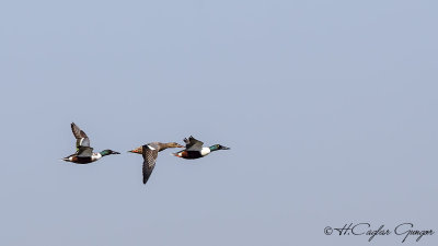 Northern Shoveler - Anas clypeata - Kaşıkgaga