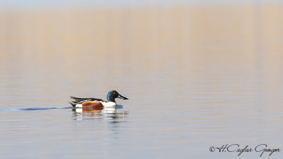 Northern Shoveler - Anas clypeata - Kaşıkgaga