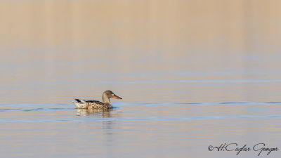 Northern Shoveler - Anas clypeata - Kaşıkgaga