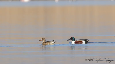 Northern Shoveler - Anas clypeata - Kaşıkgaga