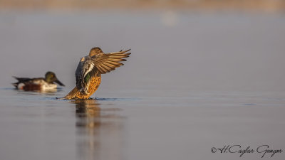 Northern Shoveler - Anas clypeata - Kaşıkgaga