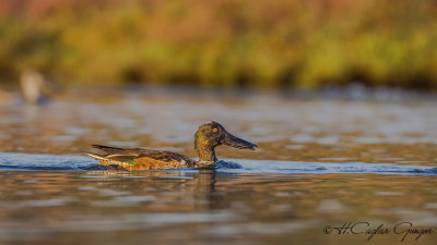 Northern Shoveler - Anas clypeata - Kaşıkgaga