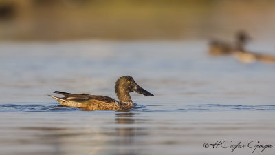 Northern Shoveler - Anas clypeata - Kaşıkgaga