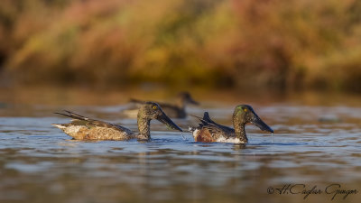 Northern Shoveler - Anas clypeata - Kaşıkgaga