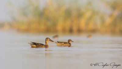 Northern Shoveler - Anas clypeata - Kaşıkgaga