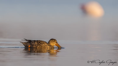 Northern Shoveler - Anas clypeata - Kaşıkgaga