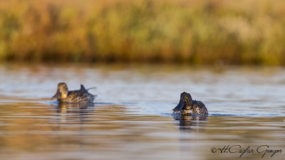 Northern Shoveler - Anas clypeata - Kaşıkgaga