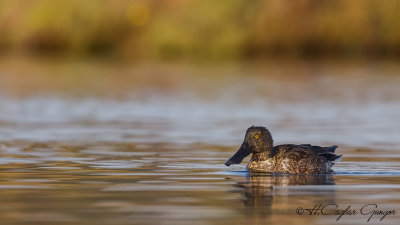 Northern Shoveler - Anas clypeata - Kaşıkgaga