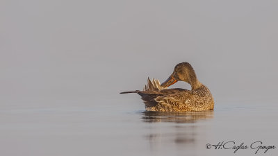 Northern Shoveler - Anas clypeata - Kaşıkgaga