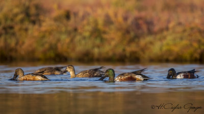 Northern Shoveler - Anas clypeata - Kaşıkgaga