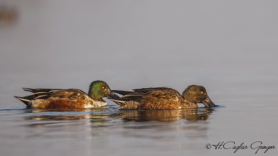 Northern Shoveler - Anas clypeata - Kaşıkgaga