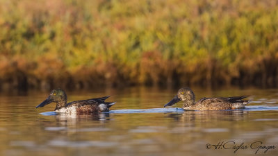 Northern Shoveler - Anas clypeata - Kaşıkgaga