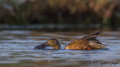 Northern Shoveler - Anas clypeata - Kaşıkgaga